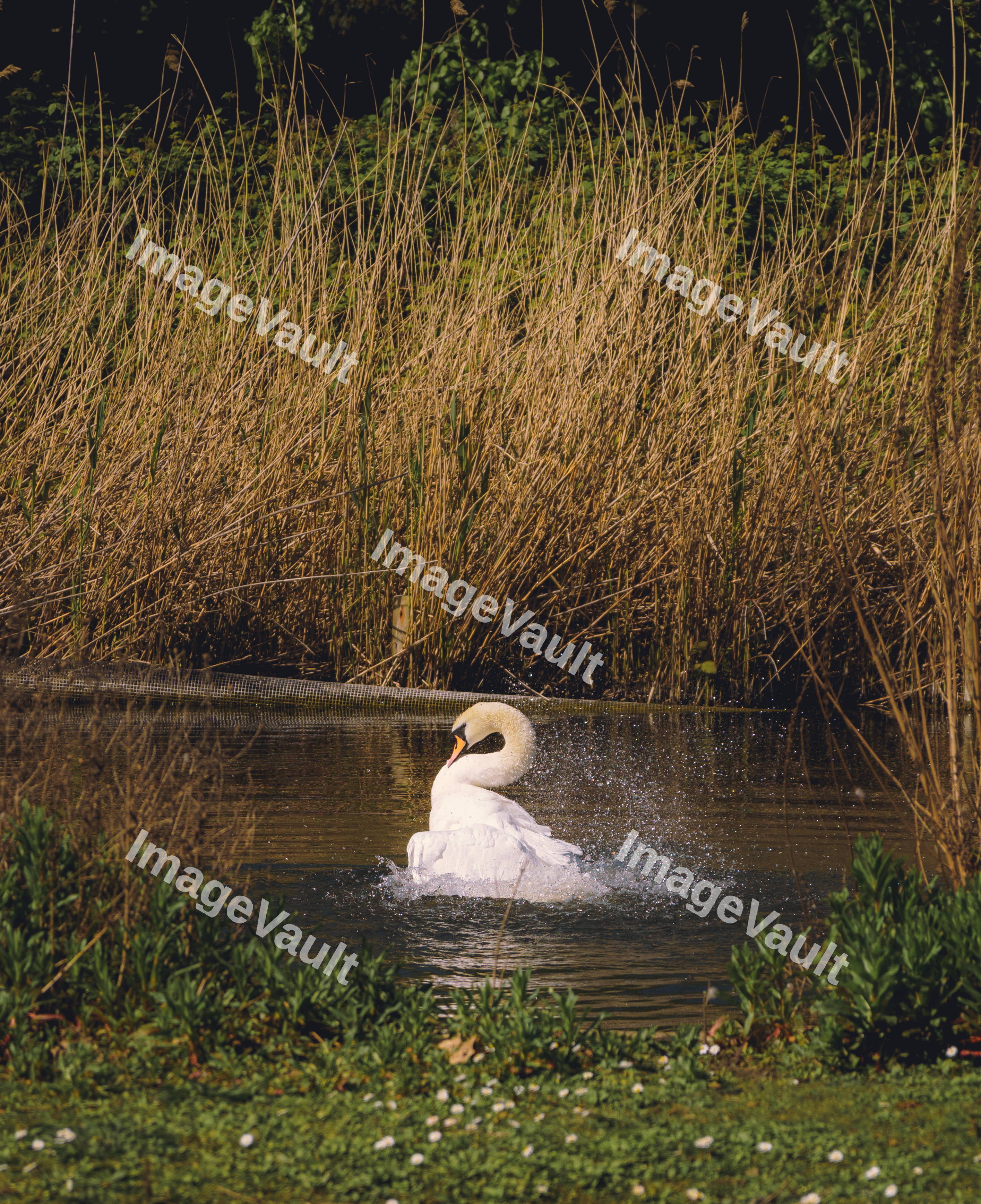 A Swan Display